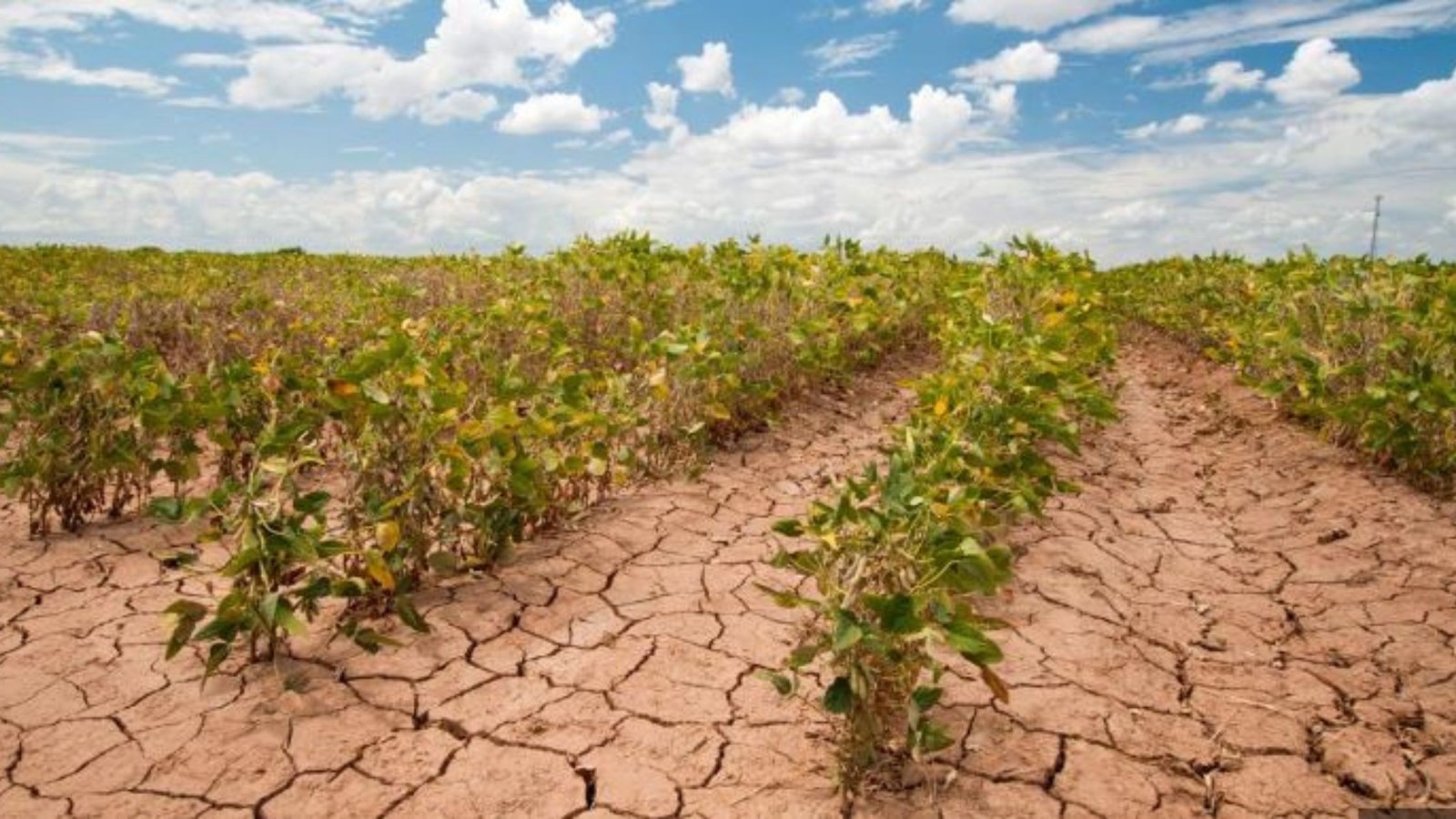 How Climate Change is Affecting Global Agriculture