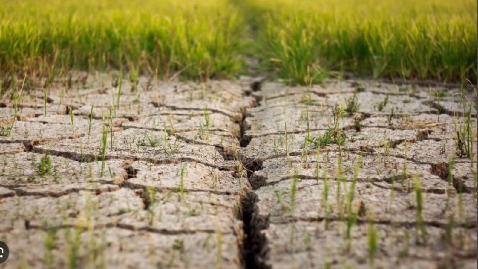 How Climate Change is Affecting Global Agriculture