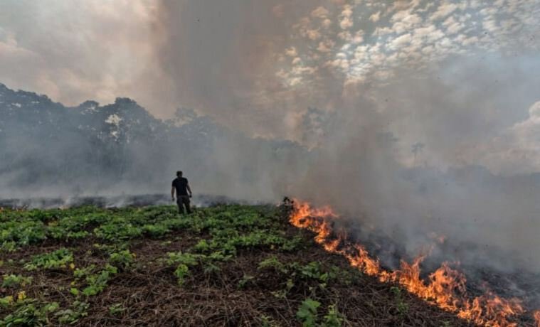 How Deforestation Impacts Global Warming