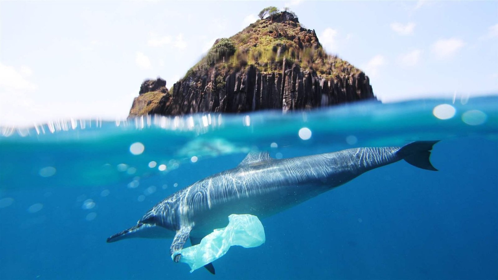 The Impact of Plastic Pollution on Marine Life and Human Health