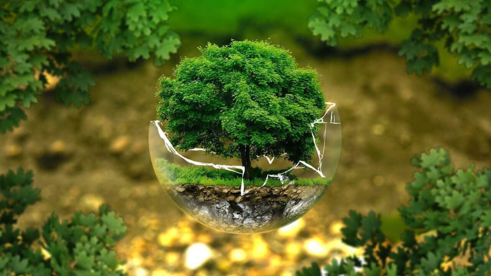 The Role of Environmental NGOs in Shaping Policy