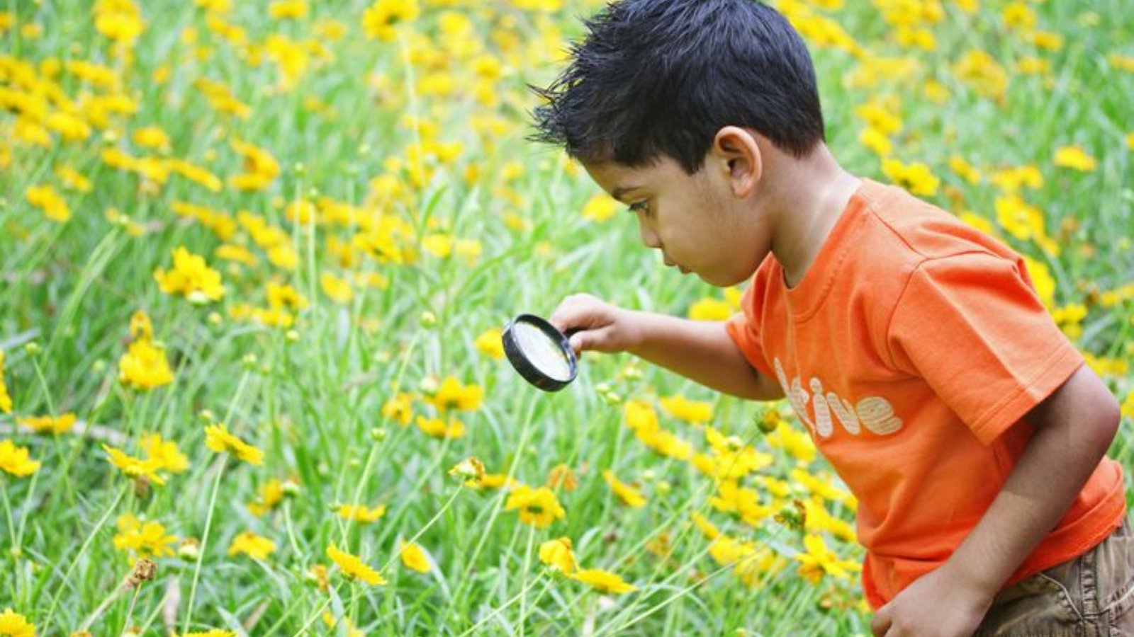 The Role of Teachers in Promoting Environmental Sustainability